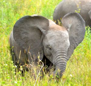 There are 33 elephants a day poached in Tanzania, a chilling indication of the threat to the survival of elephants. 